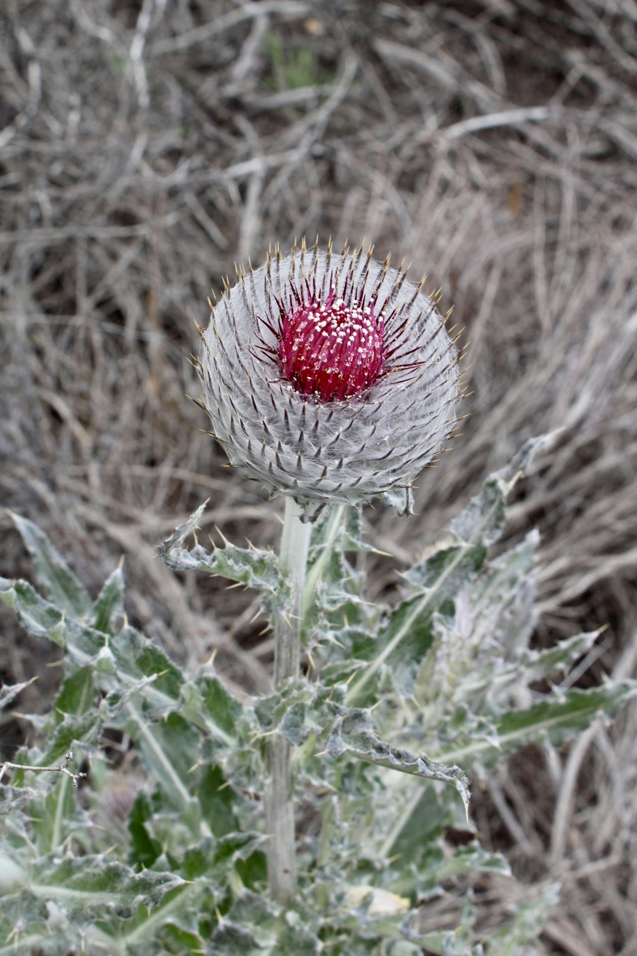 May contain: plant, blossom, flower, thistle, and fungus