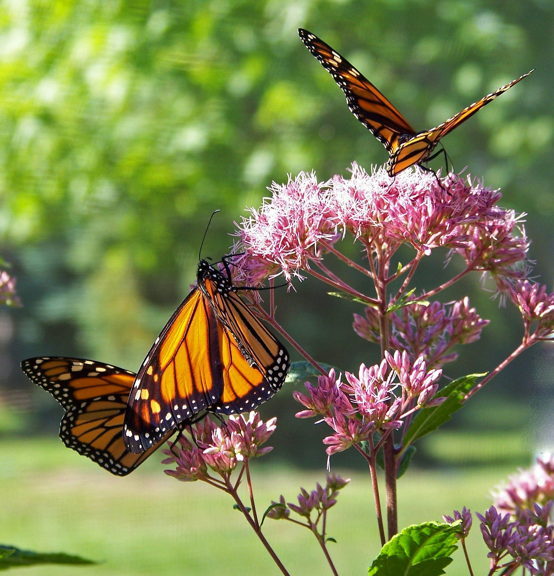 Monarch butterflies getting nectar from pink flowers.