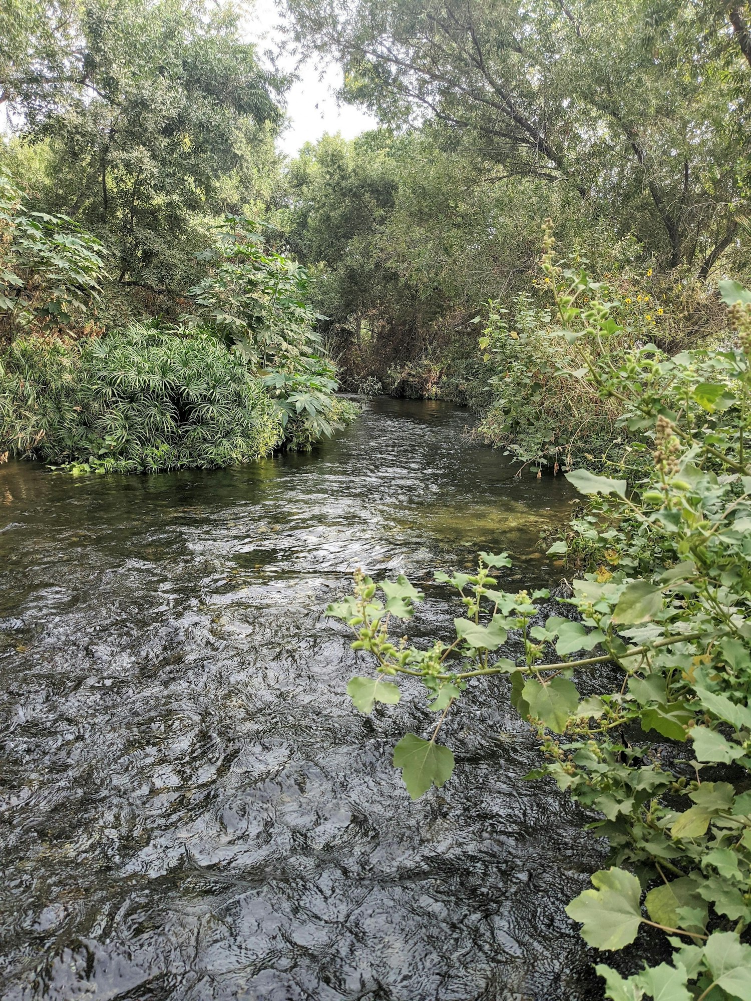 A serene river flowing through lush green foliage and trees under a cloudy sky.