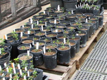 RCRCD native plant nursery.