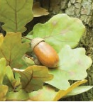 Acorn and oak leaves