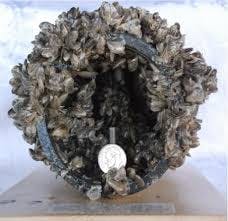 Invasive Quagga Mussels obstructing flow in a pipe.