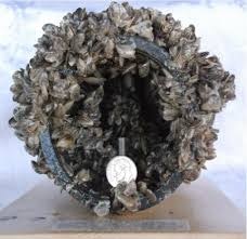 Invasive Quagga Mussels obstructing flow in a pipe.