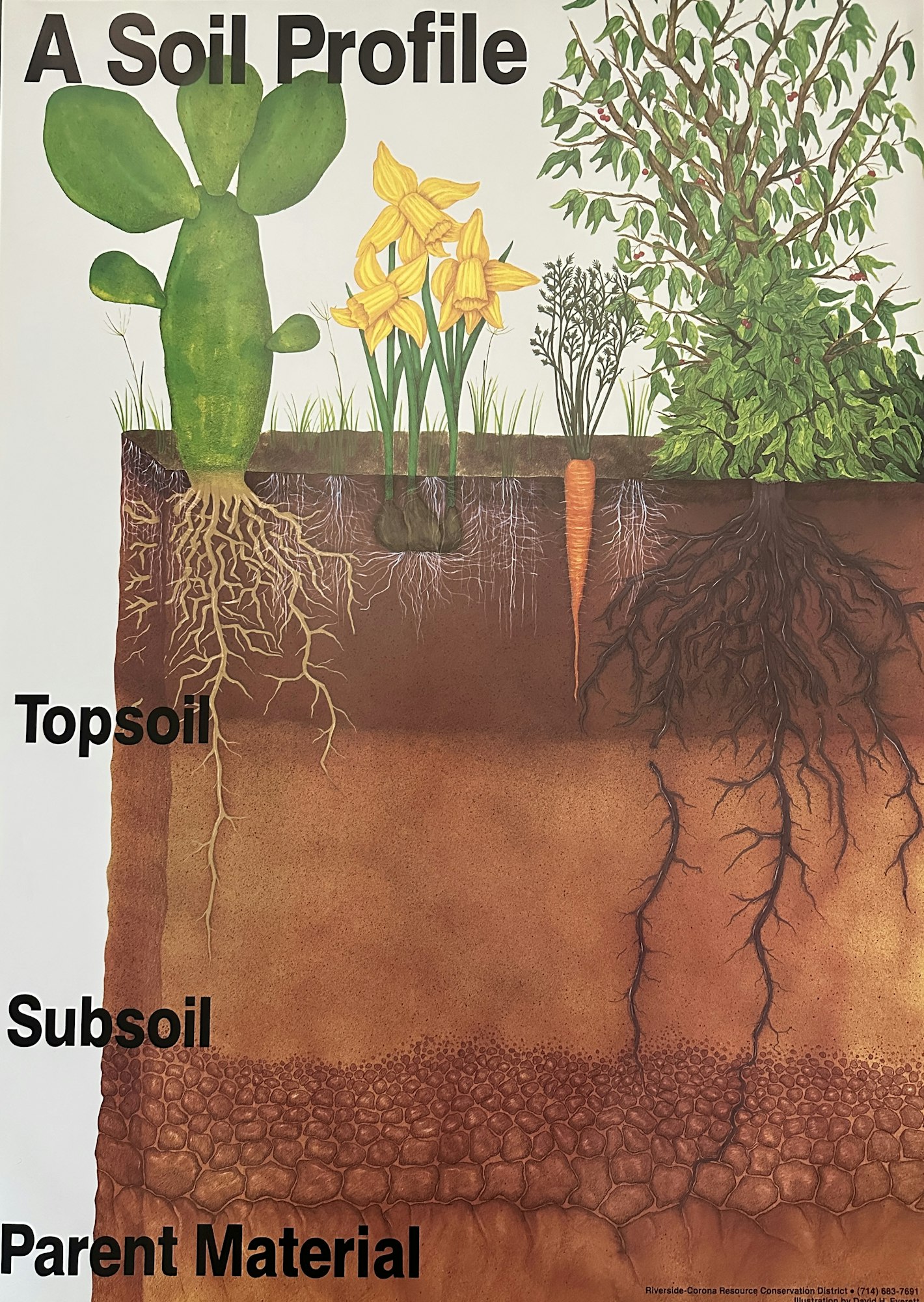Soil profile illustration showing topsoil, subsoil, and parent material with plants and roots.