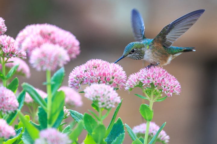 May contain: a hummingbird drinking nectar from flowers