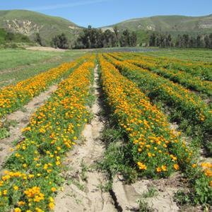 May contain: field, outdoors, nature, plant, agriculture, countryside, flower, and blossom