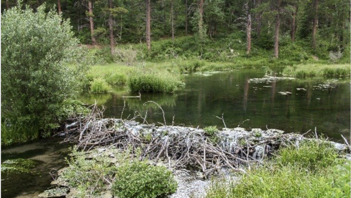 A beaver dam in a lush, green forest setting with a pond and trees in the background.