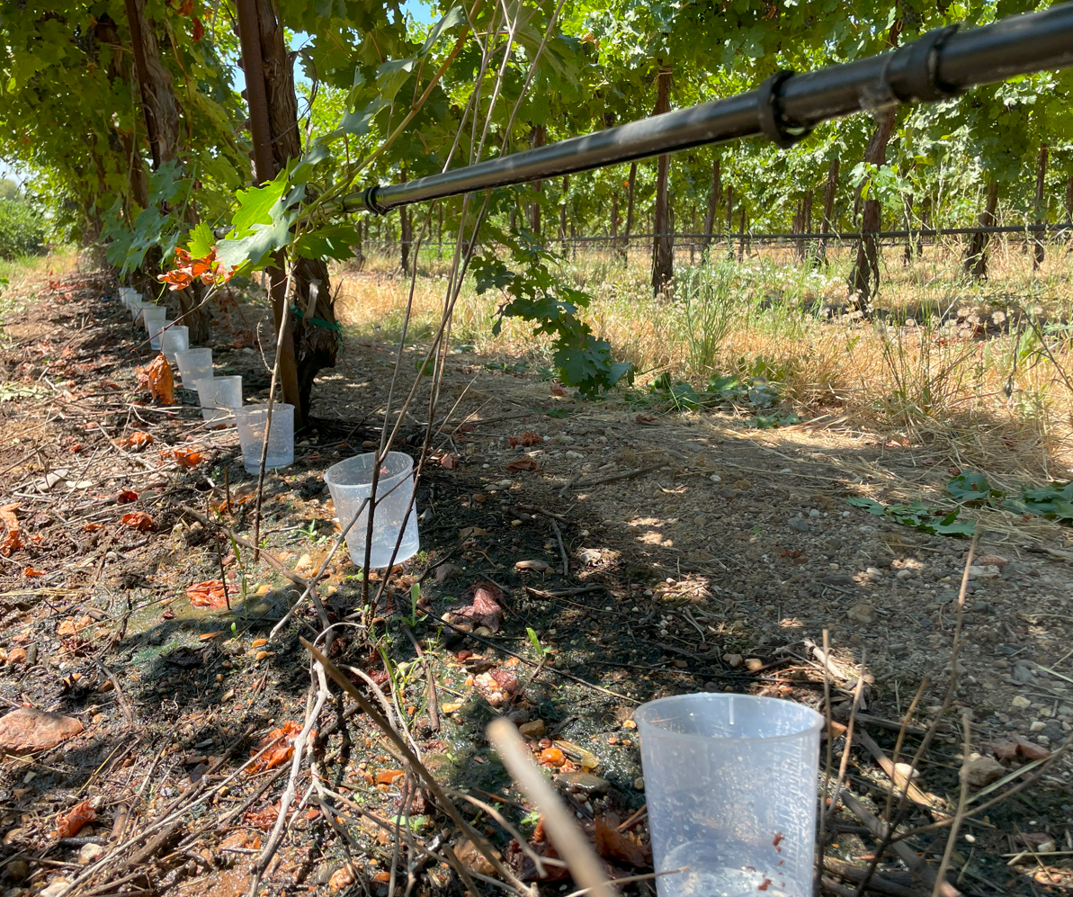 Plastic cups lined on the ground in a vineyard beneath grapevines and a drip irrigation system.