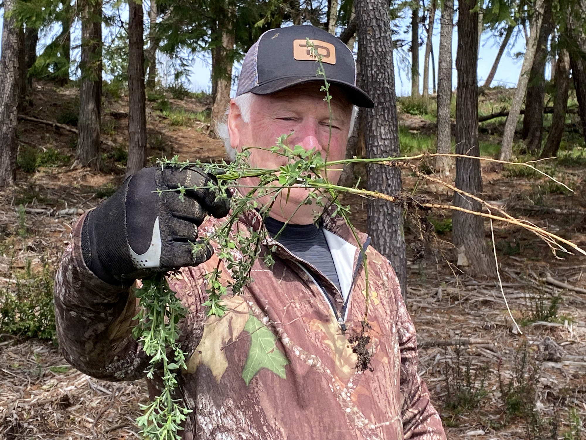 Earth Day Scotch-French Broom Pull