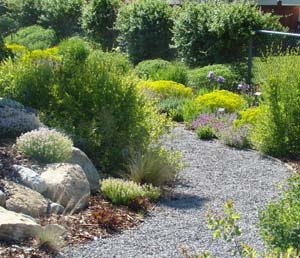 A gravel path winding through a garden with various shrubs and plants.