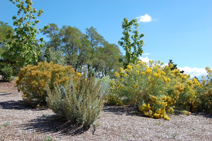 A sunny landscaped area with various shrubs and trees, featuring yellow blooms and mulch ground cover.