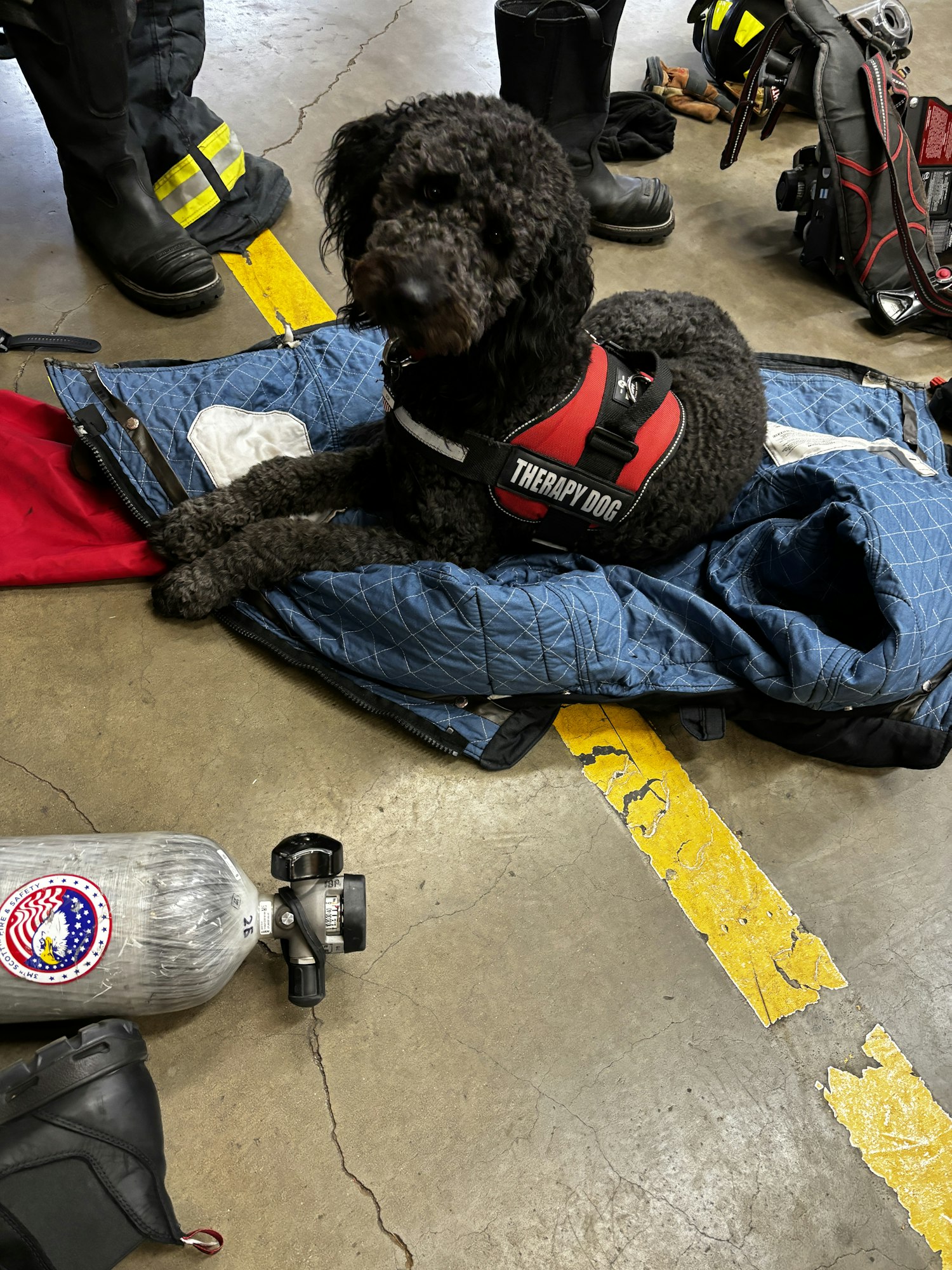 A therapy dog wearing a vest sits among firefighter gear.