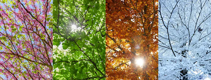 The image shows trees in four seasons: spring blooms, summer greens, autumn foliage, and winter snow.