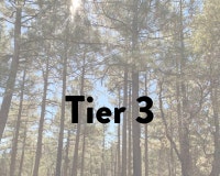 Tall trees with sunlight shining through, overlaid with the text "Tier 3".