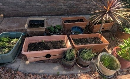 Various potted plants and planters on a garden path, with some soil and greenery visible.