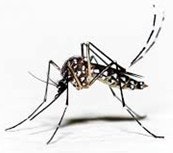 A close-up of a Aedes egypti mosquito on a plain background.