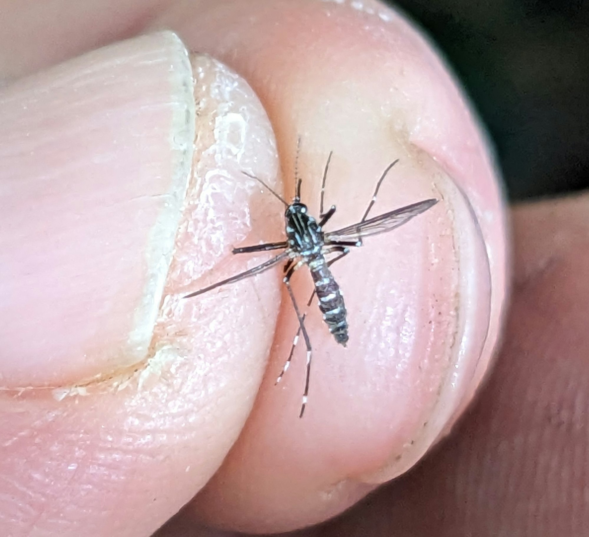 A mosquito perched on a human finger.