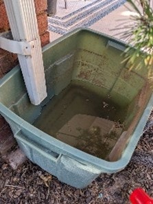 A green plastic bin partially filled with water, placed near a wall and downspout, with some plants nearby.