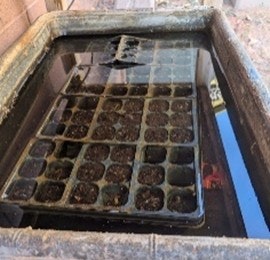 A seed tray partially submerged in water inside a container.