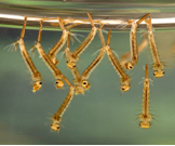 Mosquito Larvae