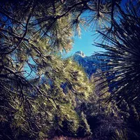 May contain: plant, tree, conifer, pine, and larch