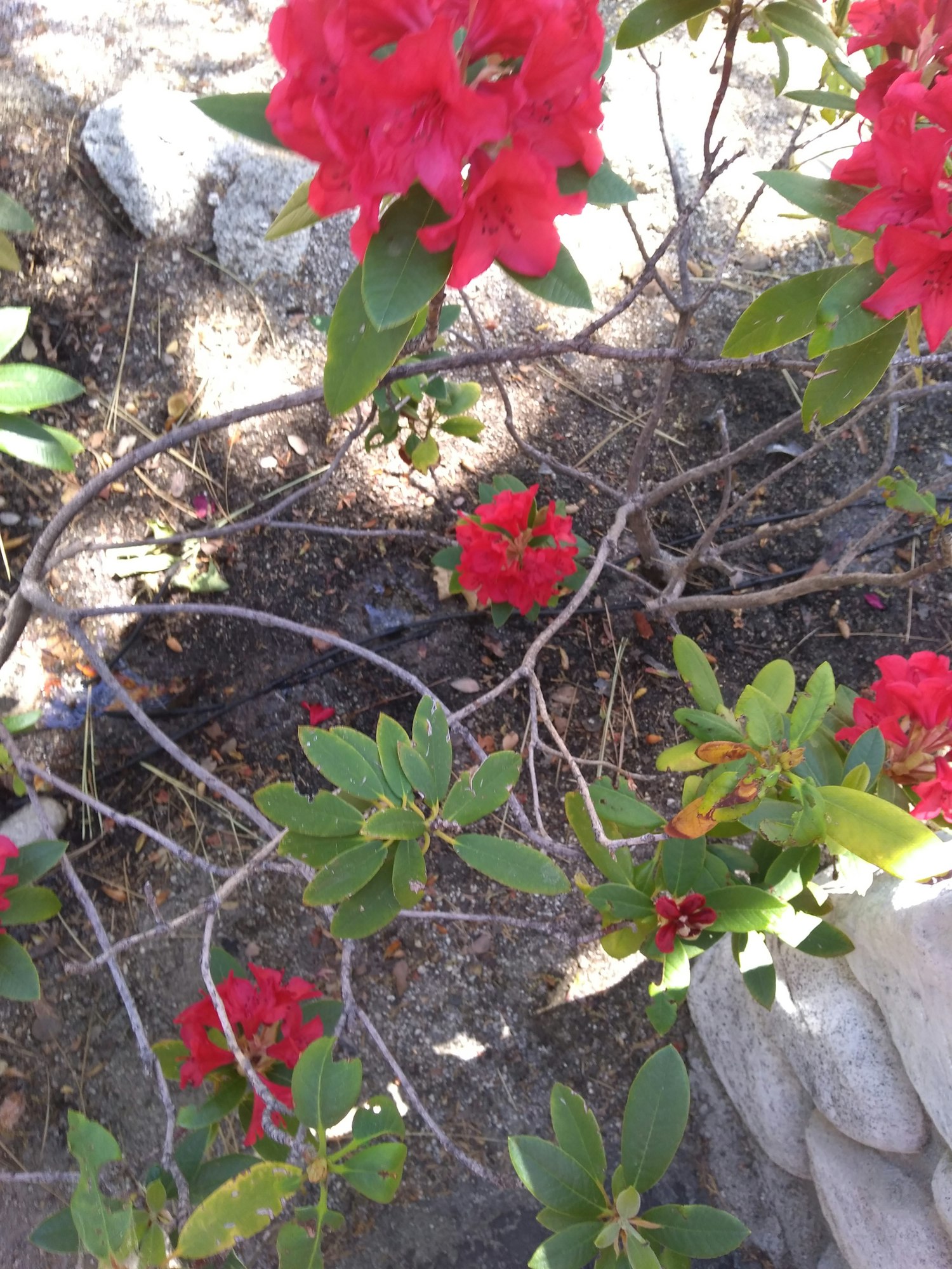 May contain: plant, leaf, flower, blossom, and acanthaceae