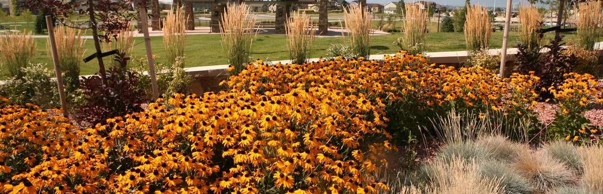 A vibrant garden with abundant orange and yellow flowers, surrounded by grasses and trees, under a clear sky.
