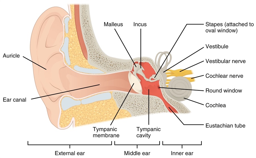 Diagram of the human ear showing the auricle, ear canal, middle ear bones, cochlea, Eustachian tube, and nerves.