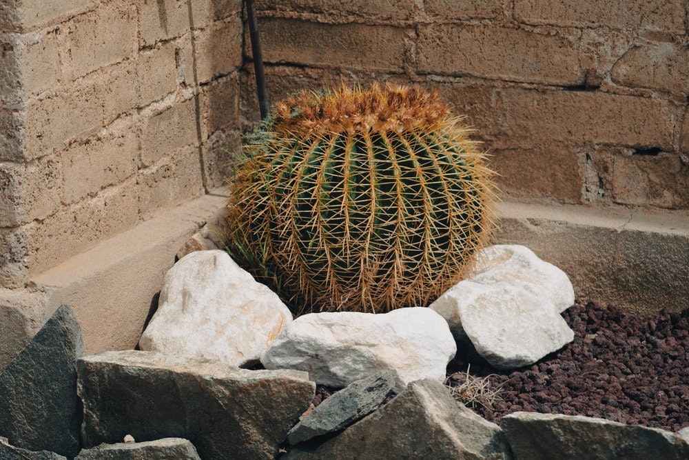 May contain: plant