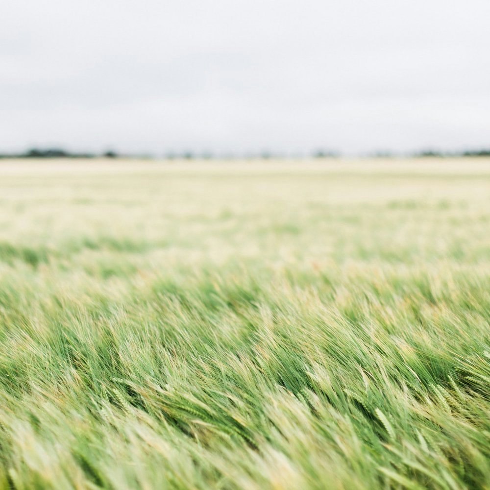 May contain: grass, plant, field, grassland, nature, outdoors, vegetation, and land