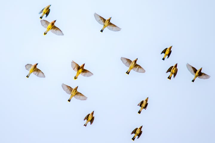 May contain: animal, flying, and bird