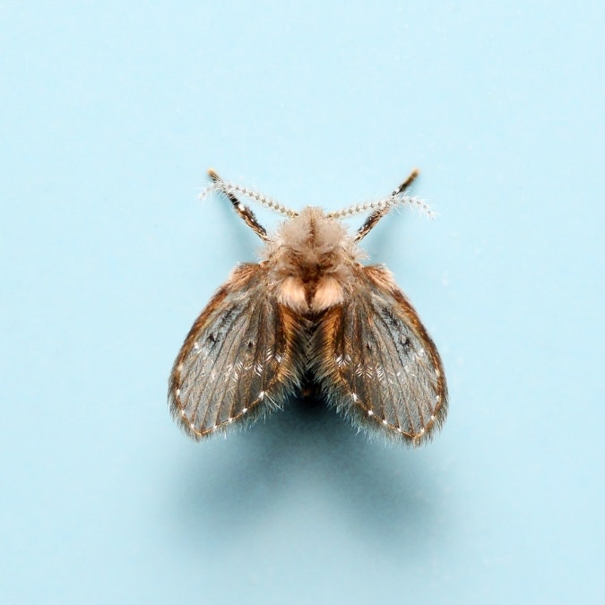 A close-up of a small moth with fuzzy wings and antennae on a light blue background.