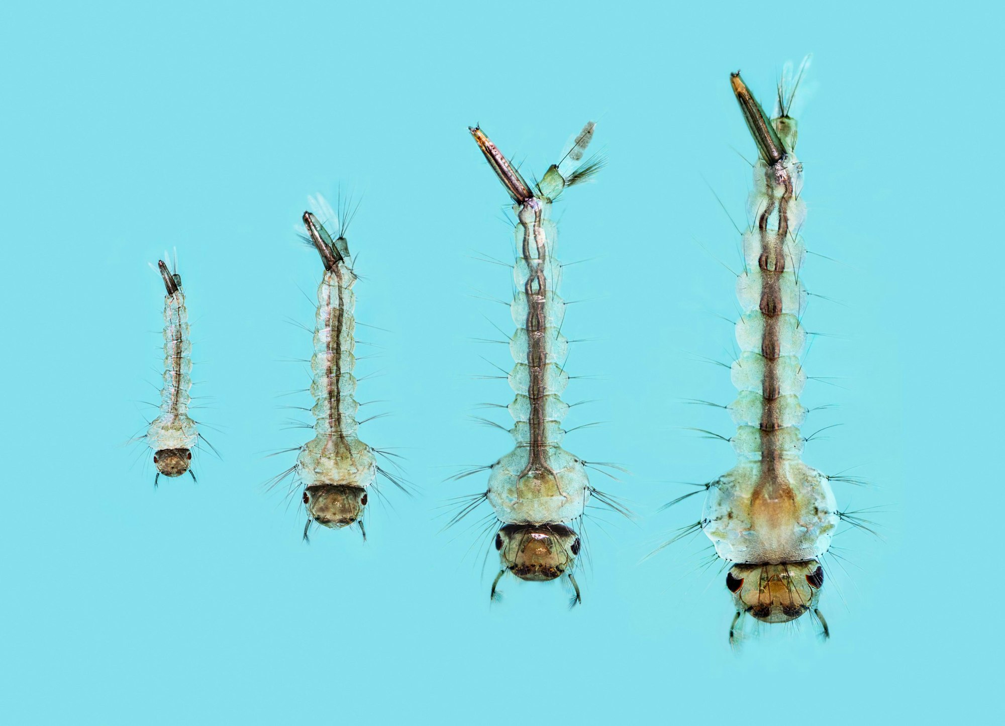 Four mosquito larvae against a light blue background, varying in size.