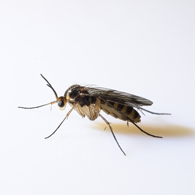 A close-up image of a fungus gnat against a plain white background.