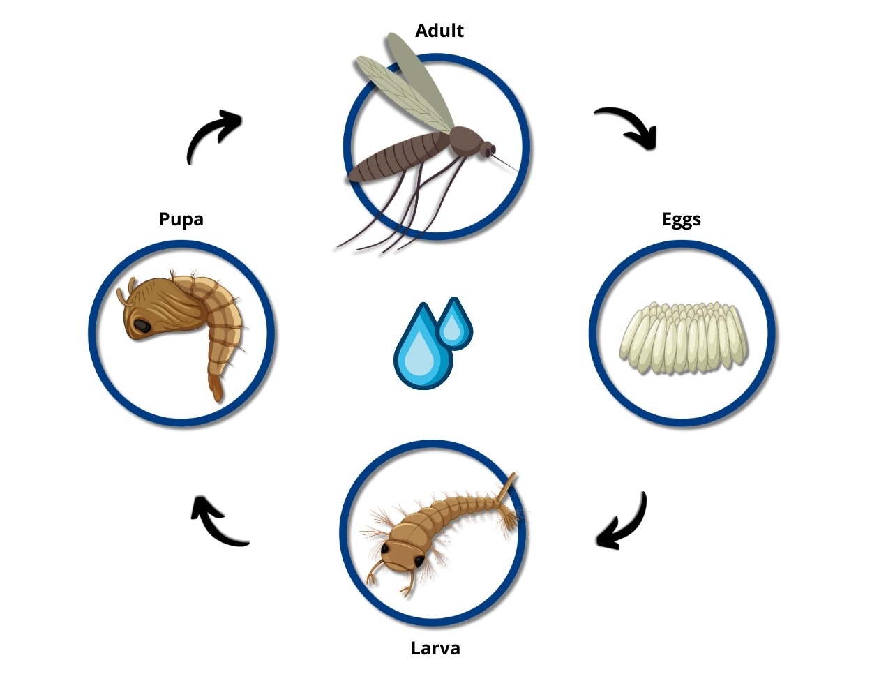 Mosquito life cycle: eggs, larva, pupa, adult. Arrows indicate stages, with droplets suggesting a wet environment.