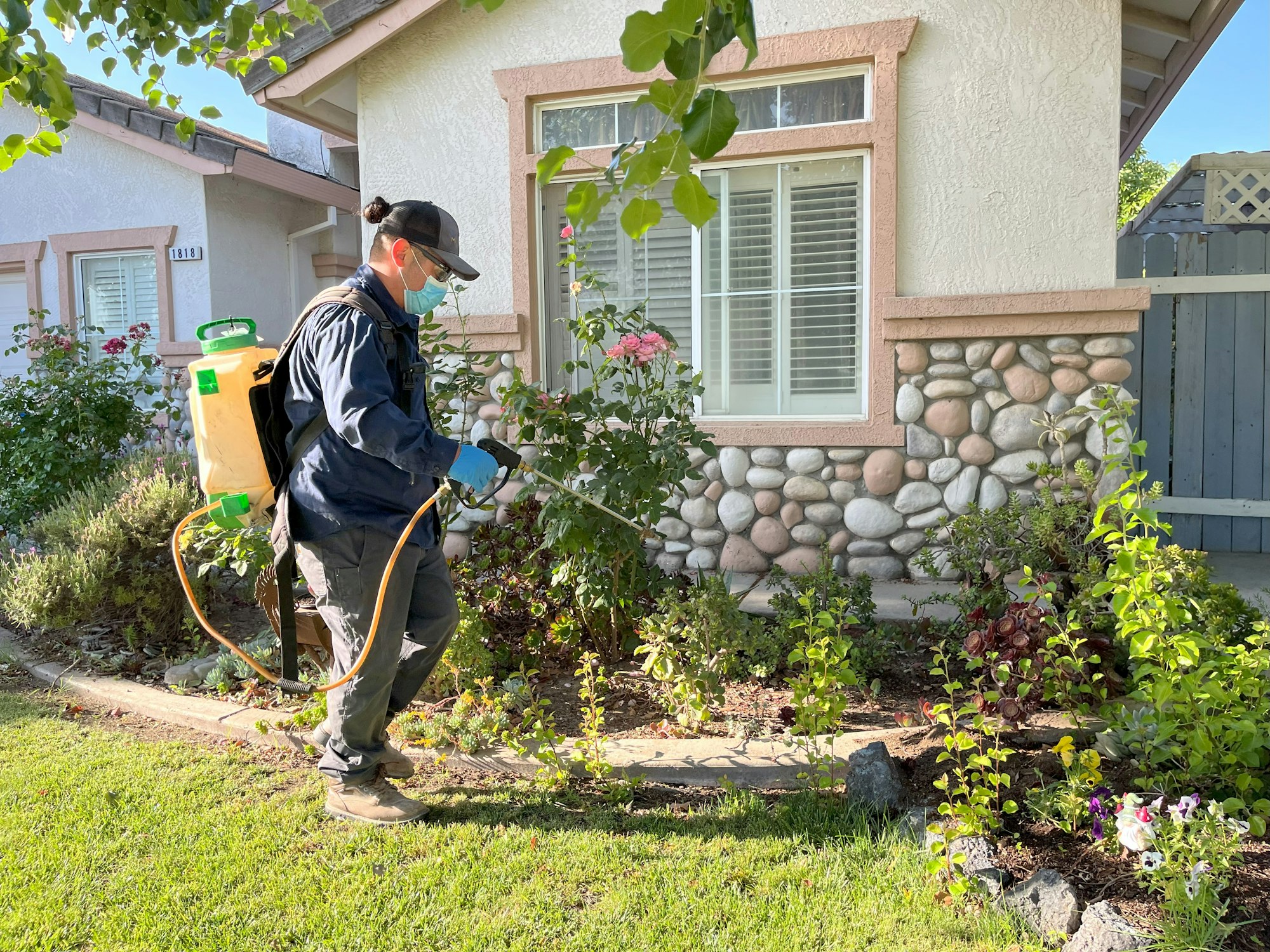 A person wearing a mask and gloves sprays plants in a garden next to a house, using a backpack spraying device.