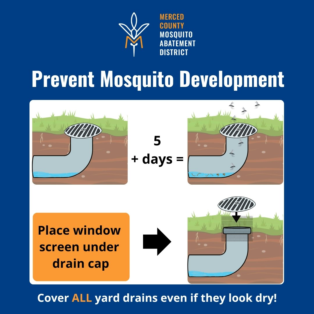 Cover yard drains with screens to prevent mosquito breeding.