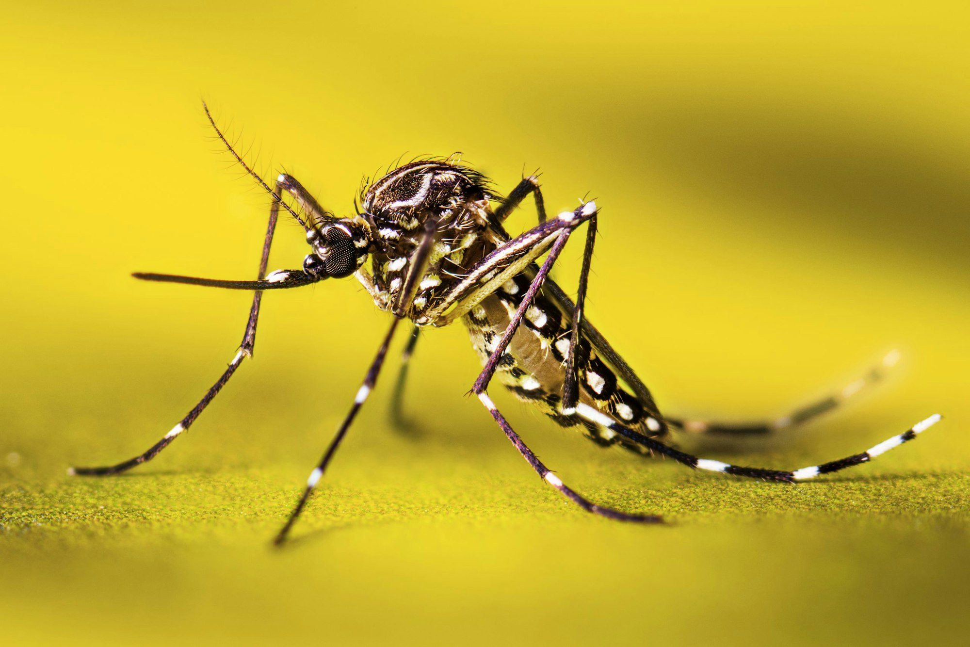 Close-up of a mosquito on a green surface with a yellow background.