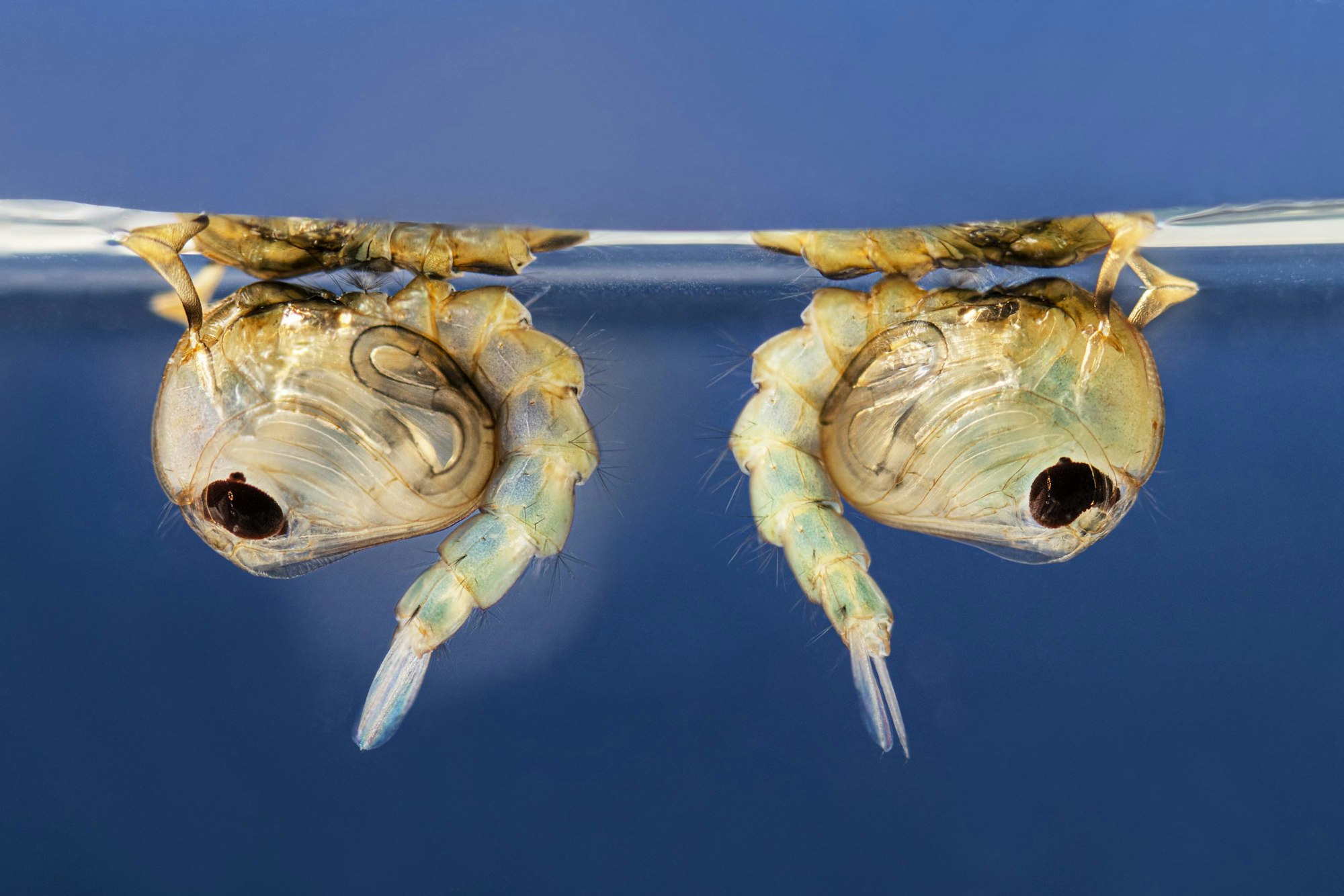 Two mosquito pupae floating just below the water surface.