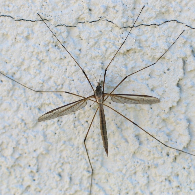 A crane fly on a textured surface with long legs and translucent wings.
