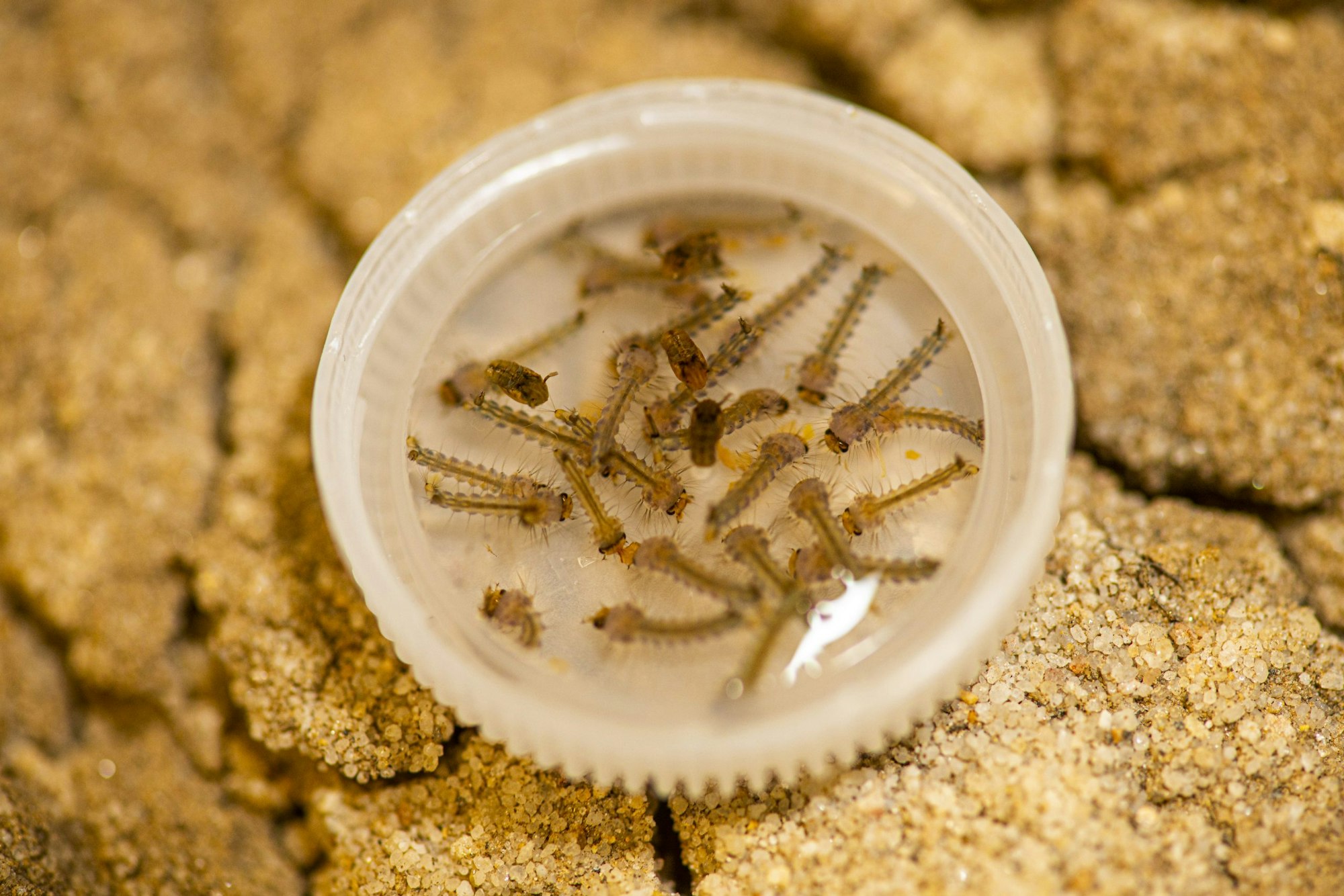 A cup lid holding water with mosquito larvae, placed on a sandy surface.
