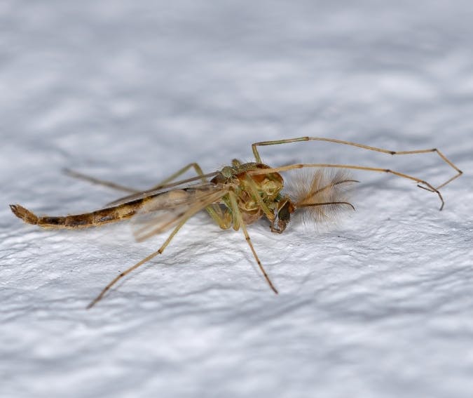 Close-up of a small insect with long legs and antennae, lying on a white textured surface.