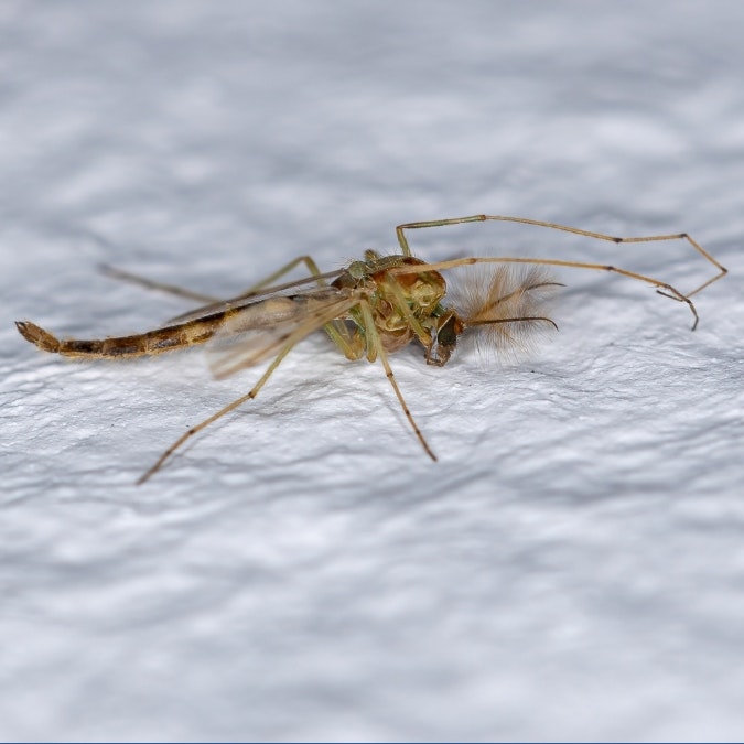 Close-up of a small insect with long legs and antennae, lying on a white textured surface.