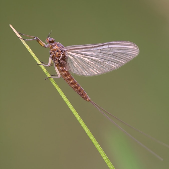 A mayfly perched on a green blade of grass with its wings open.