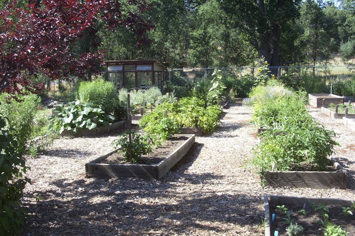 Community garden on Carter street, outdoors, garden, arbour, potted plant, and raised beds