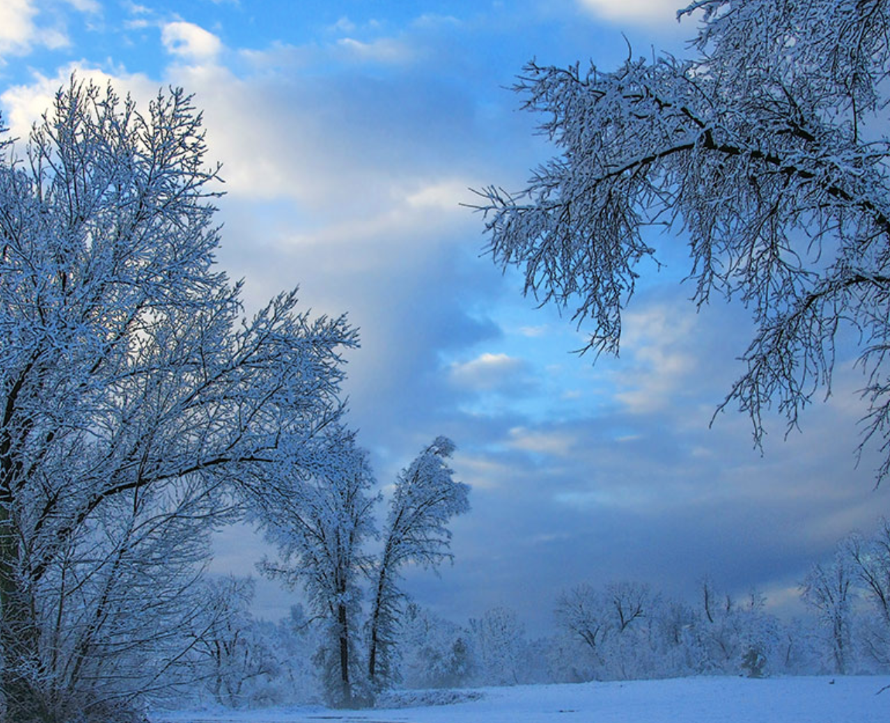 Picture of blue sky with clouds and trees covered in snow