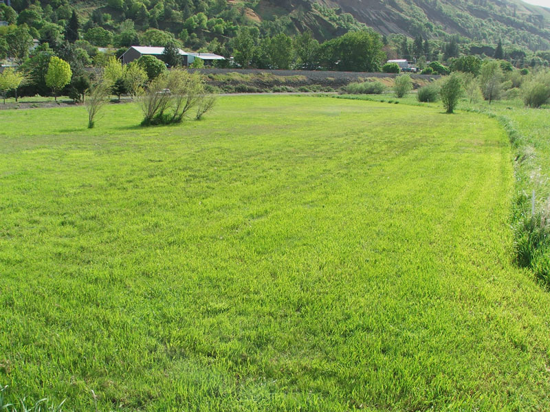 A grassy field with a few trees, houses, and hills in the background under a clear sky.