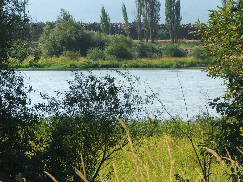 A serene riverbank with lush greenery and trees surrounding the water's edge.