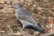 A bird with a speckled body and red markings, standing on the ground with dry leaves and soil around.