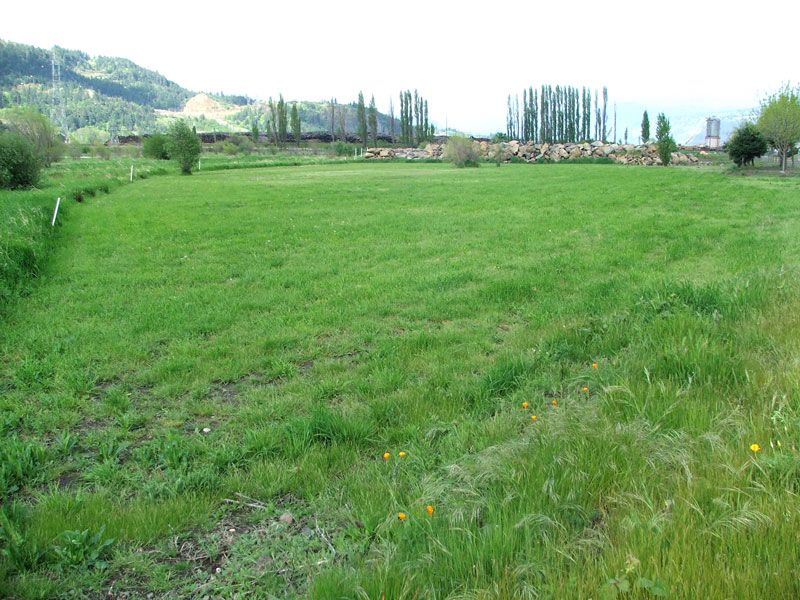 Green field with trees in the background, hills in distance, and some orange flowers in the grass.